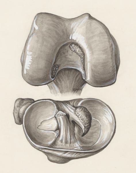 J Wetselaar-Whittaker, Muscular tissue of a joint