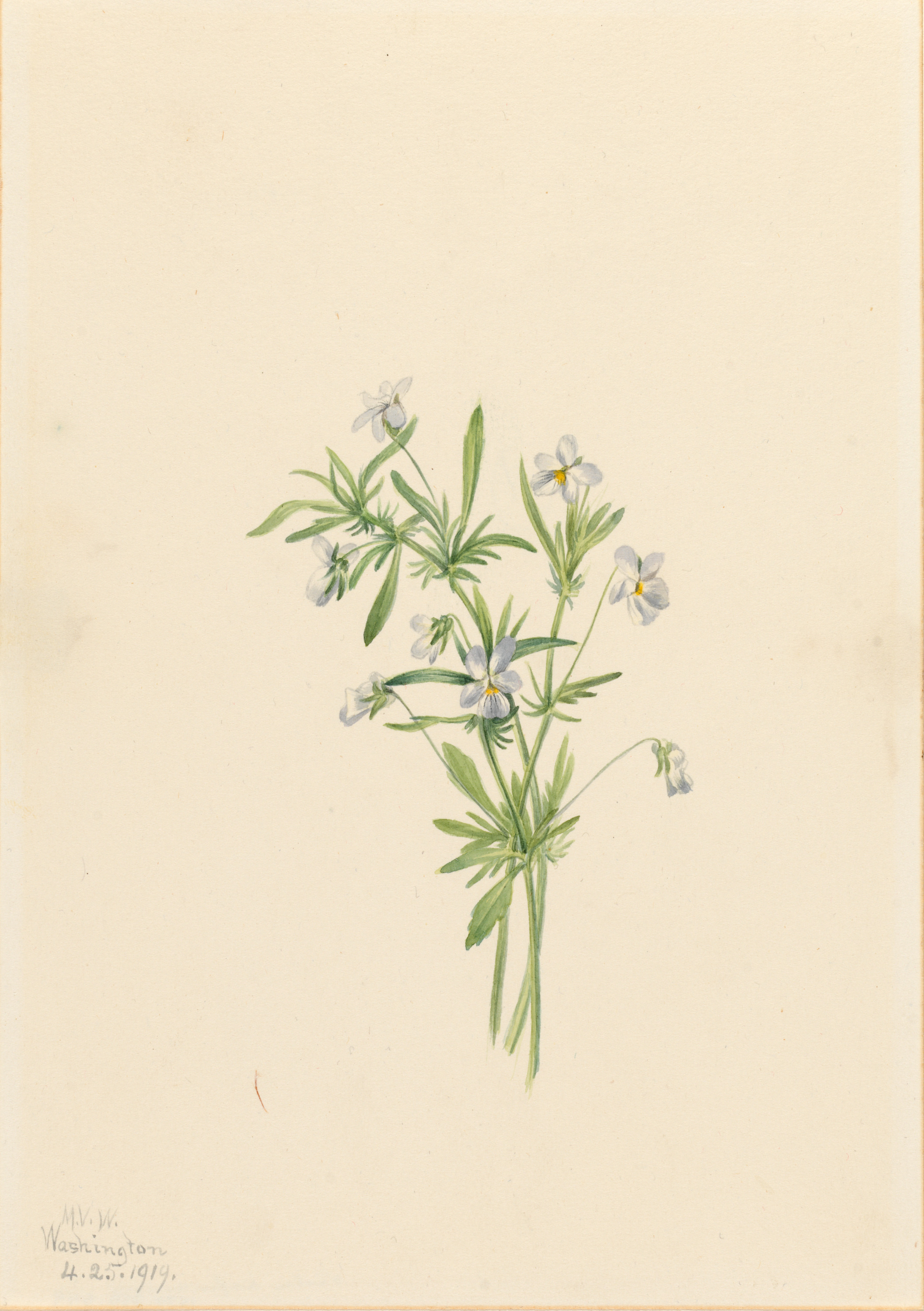 Mary Vaux Walcott, Field Violet (Viola rafinesquii)