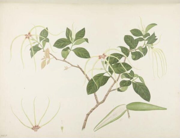 unknown, Flowers and Fruits