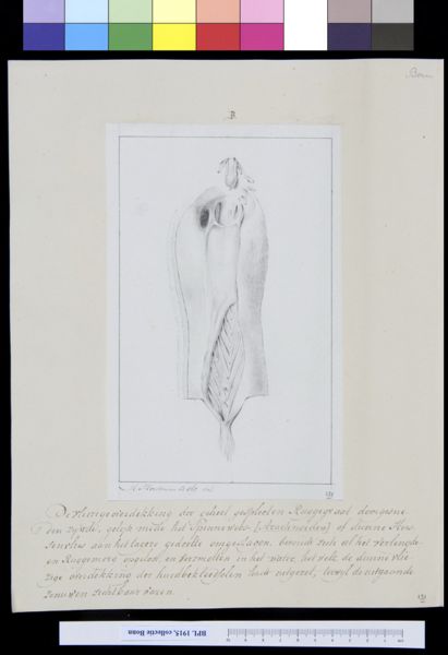 M Houtman, Vertebrae