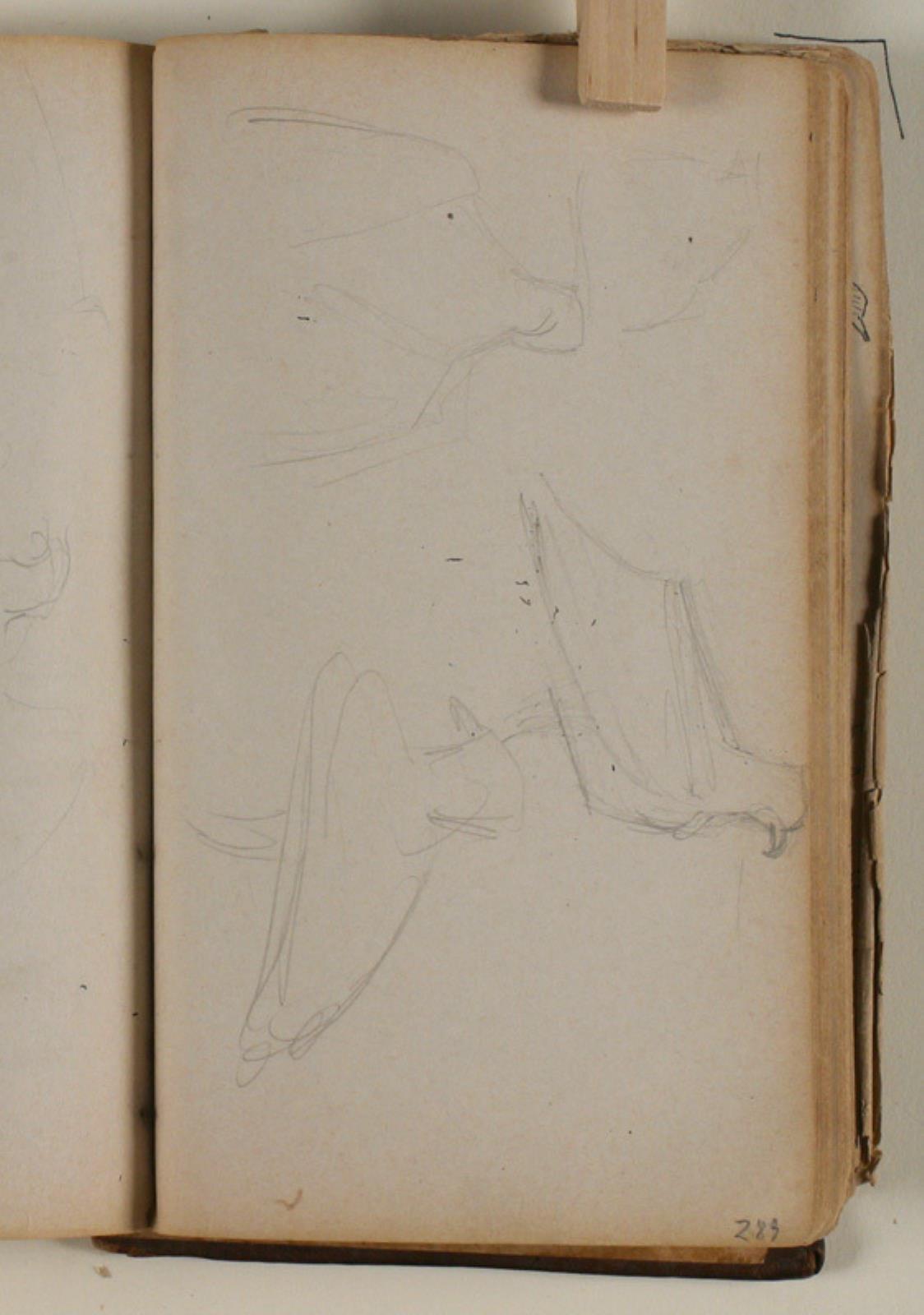 Niels Larsen Stevns, Studier af ørn (?)