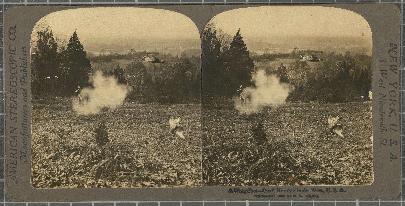 Desconegut, A Wing Shot-Quail Hunting in the West, USA. Justificació del títol, títol inscrit American Stereoscopic Company