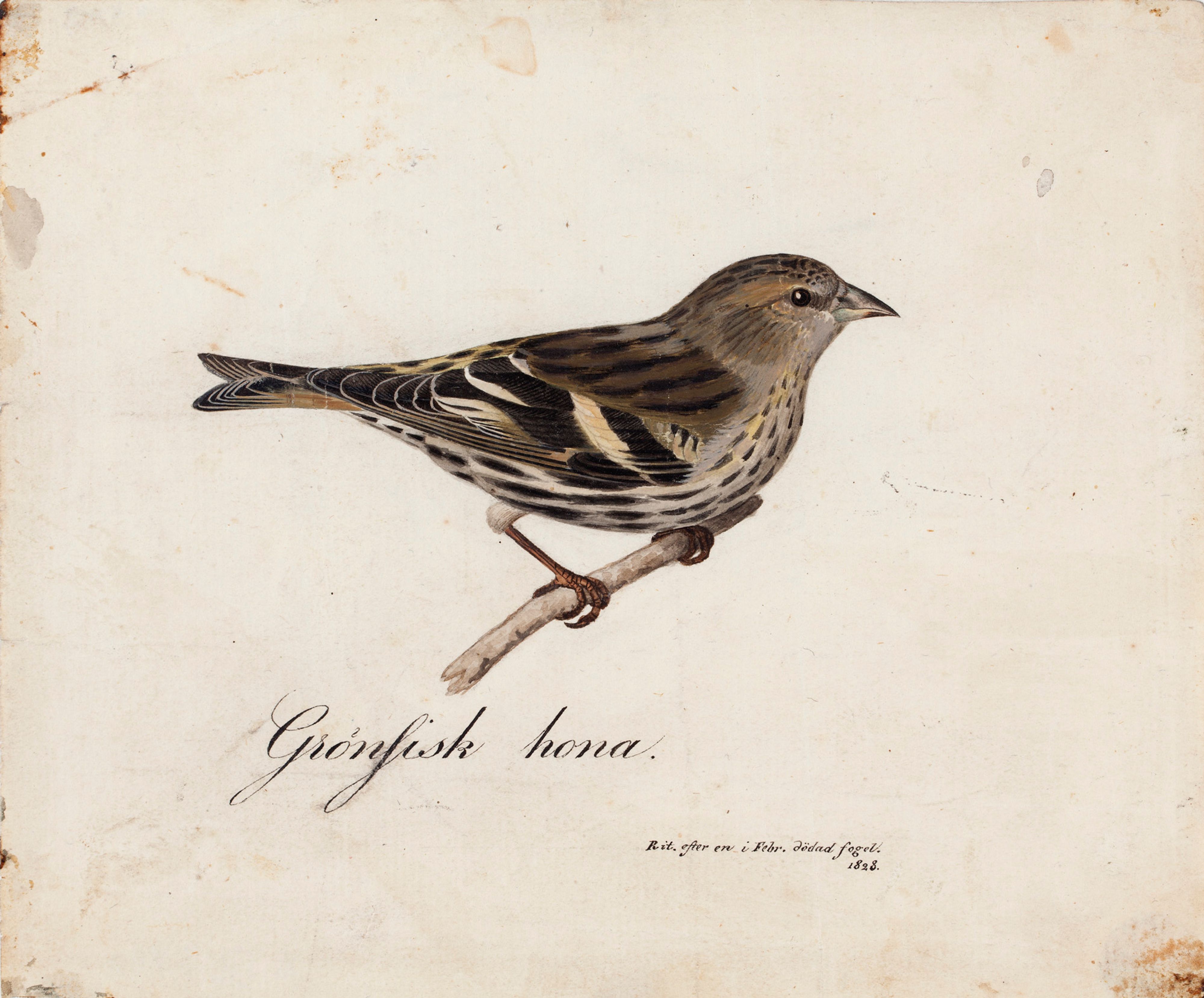 Magnus von Wright, Eurasian Siskin, Female