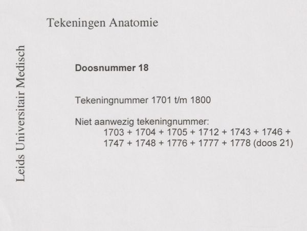 J Tinkelenberg, Neck, ribs and arm bones