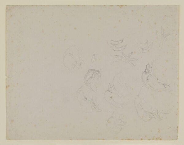 Potter, Beatrix, drawing