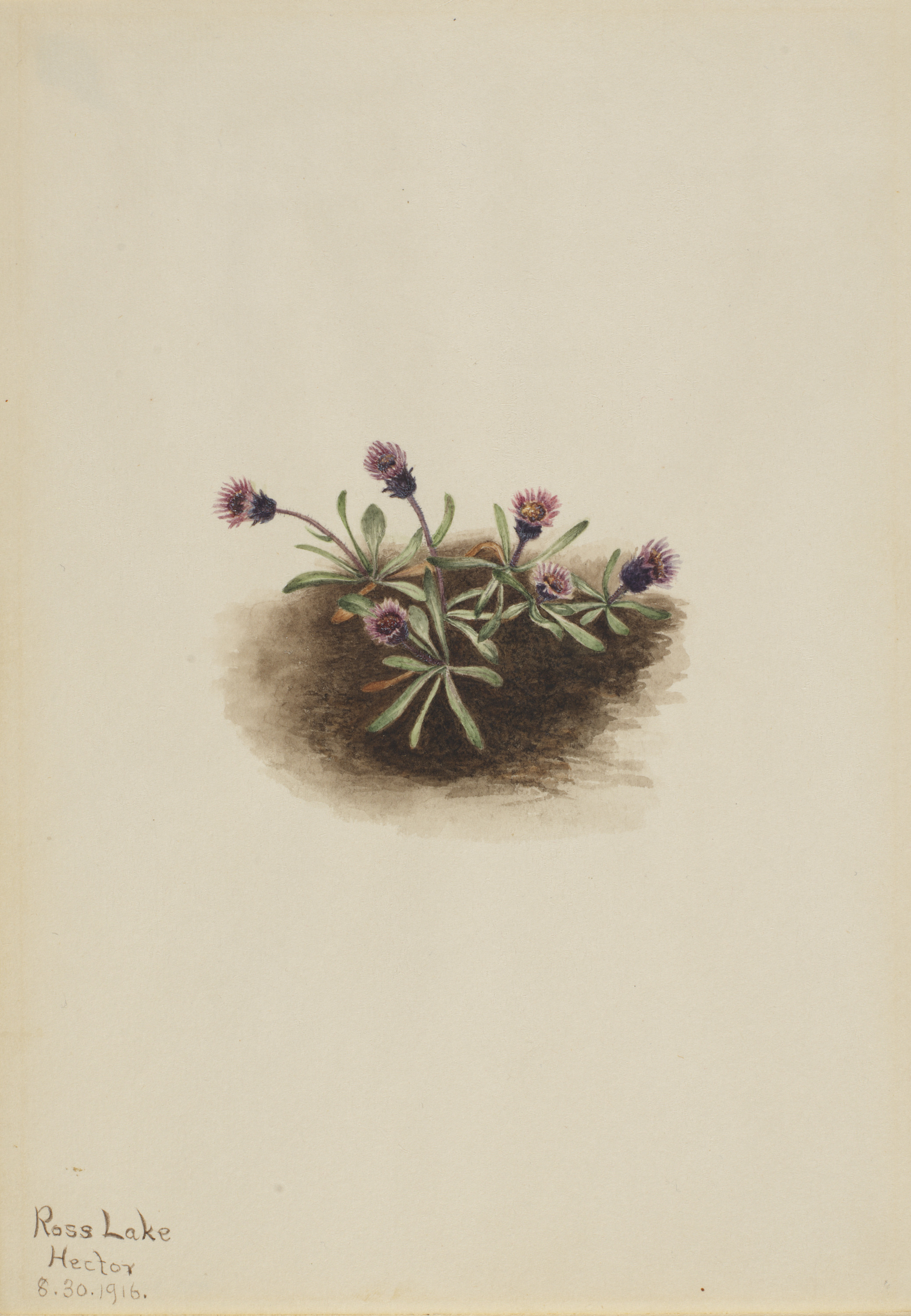 Mary Vaux Walcott, Alpine Fleabane (Erigeron unalaschcensis)