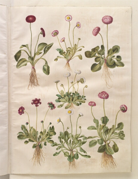 Hans Simon Holtzbecker, Bellis perennis (almindelig tusindfryd)