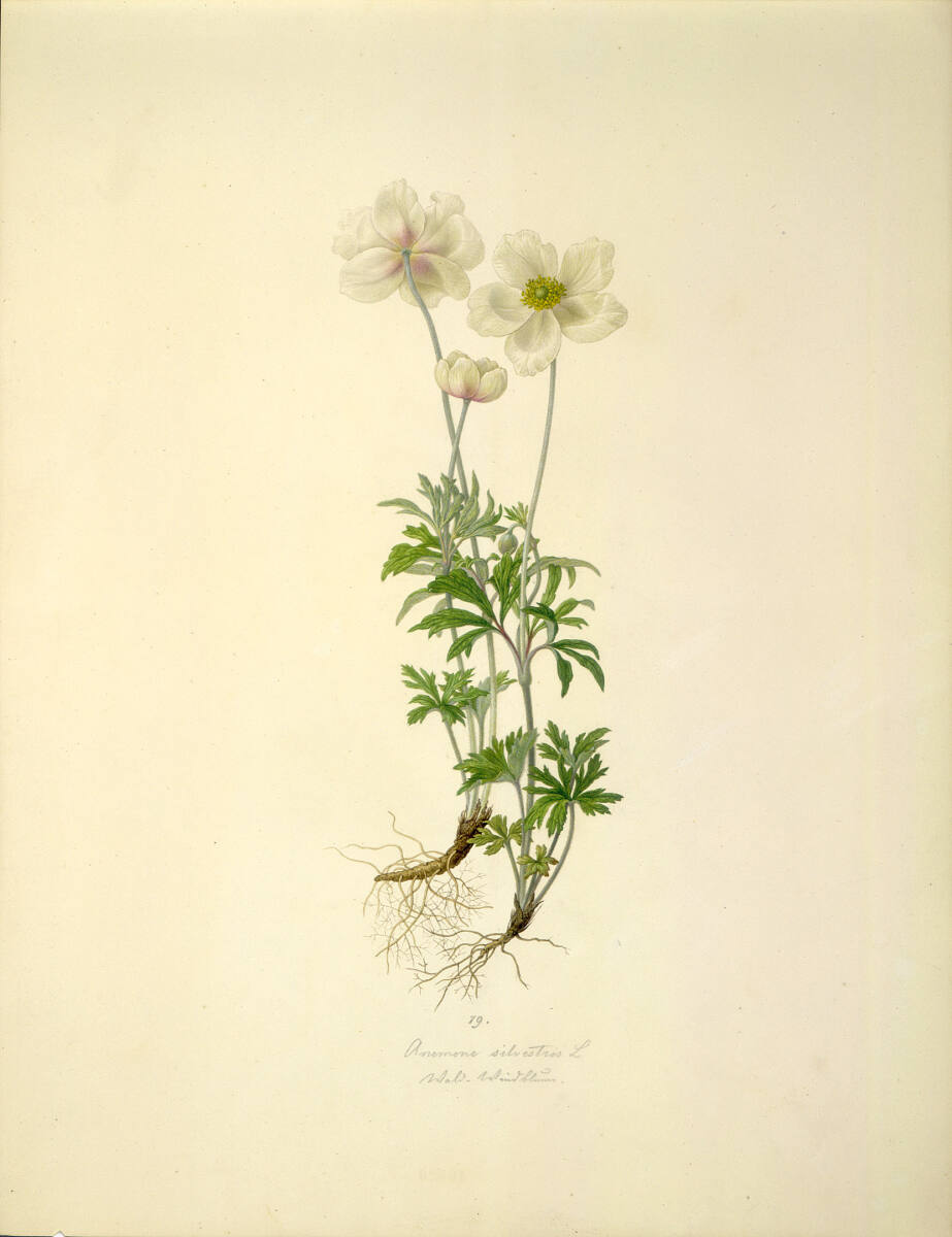 AugustRokert, Anemone silvestris L - Großes Windröschen
