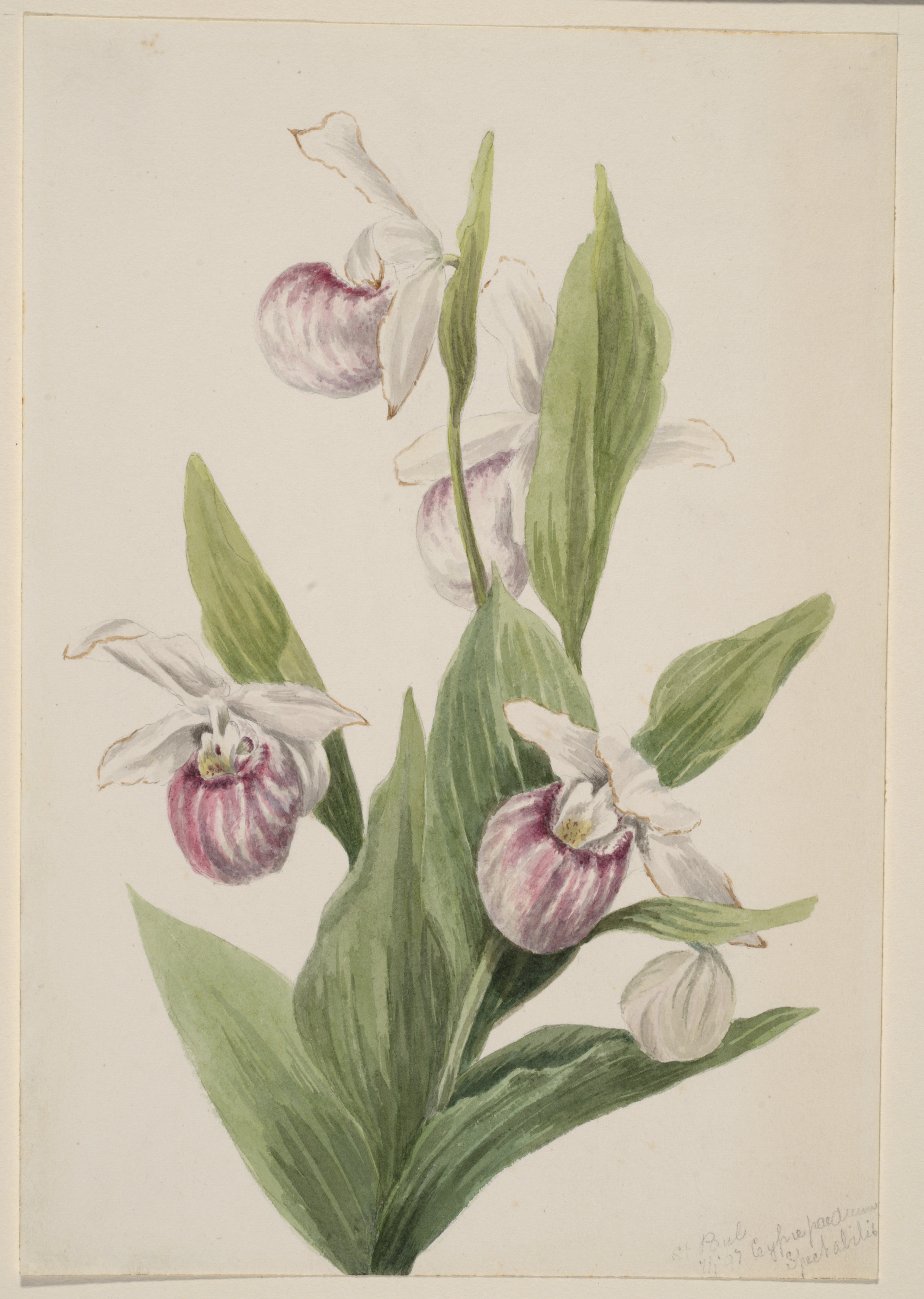 Mary Vaux Walcott, Queen's Slipper (Cypripedium reginae)