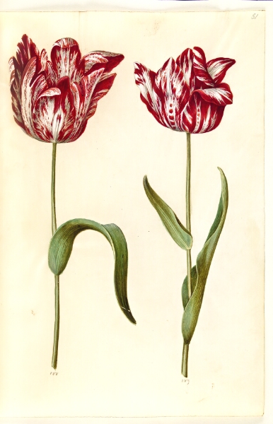 Hans Simon Holtzbecker, Tulipa gesneriana (have-tulipan)
