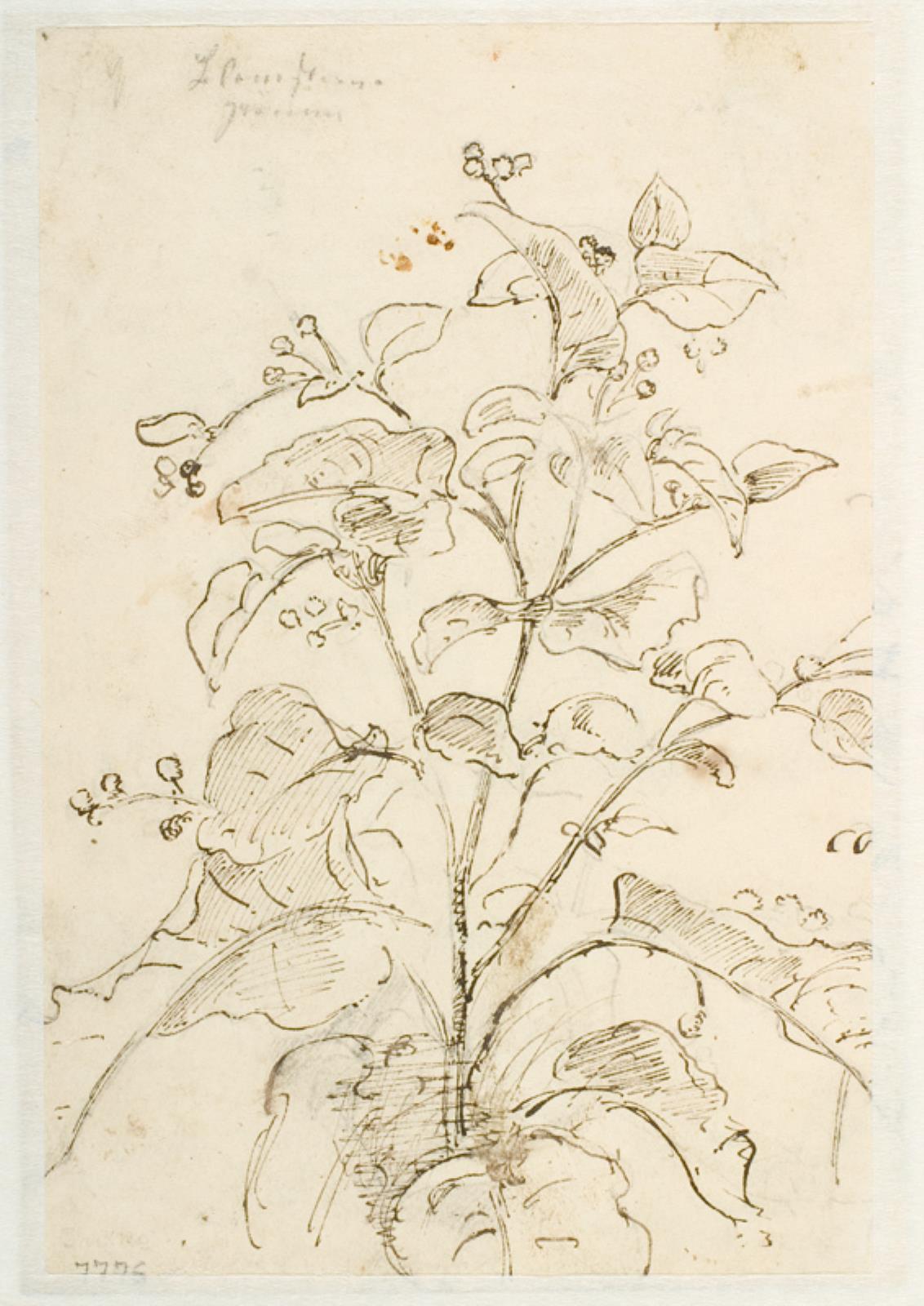 Dankvart Dreyer, Plantestudie