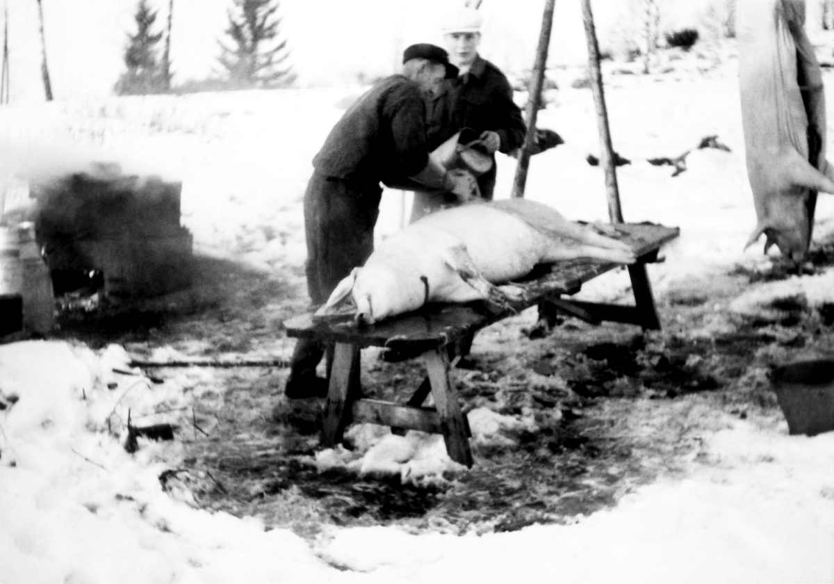 Anno Domkirkeodden, 2 bygdeslaktere med slakting av gris til jul i Grandal.
