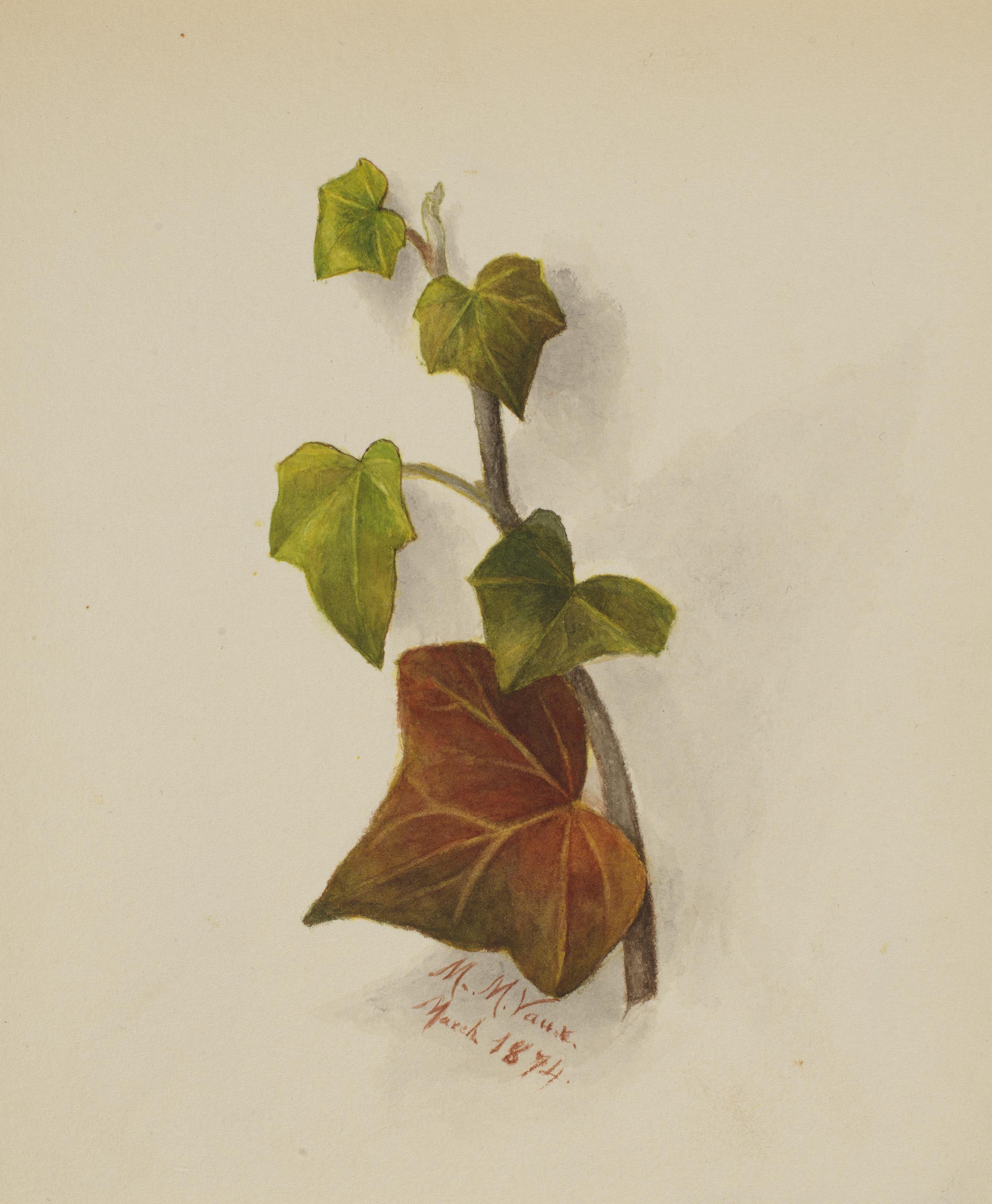 Mary Vaux Walcott, Untitled (Ivy)