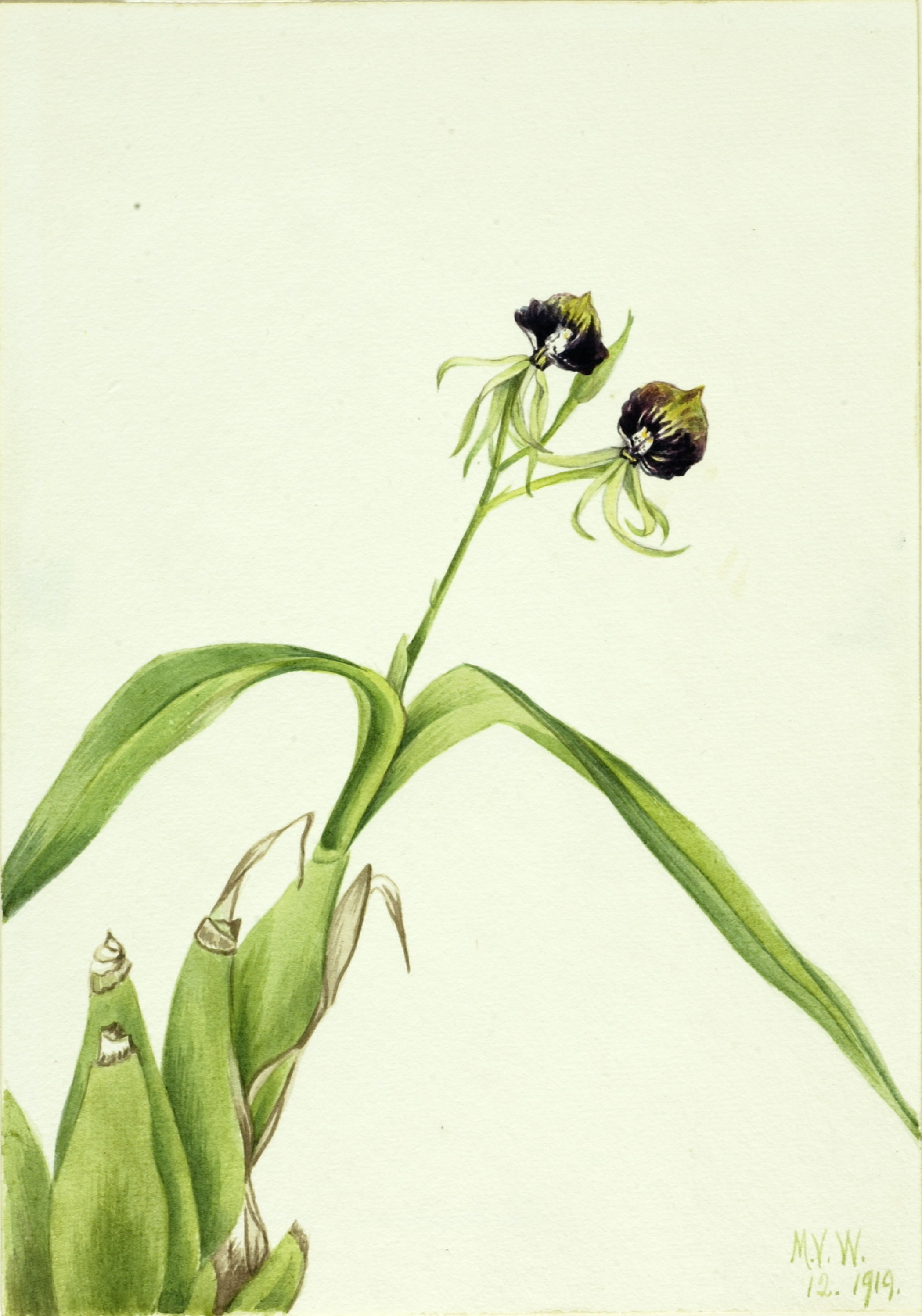 Mary Vaux Walcott, Orchid (Epidendrum cochleatum)