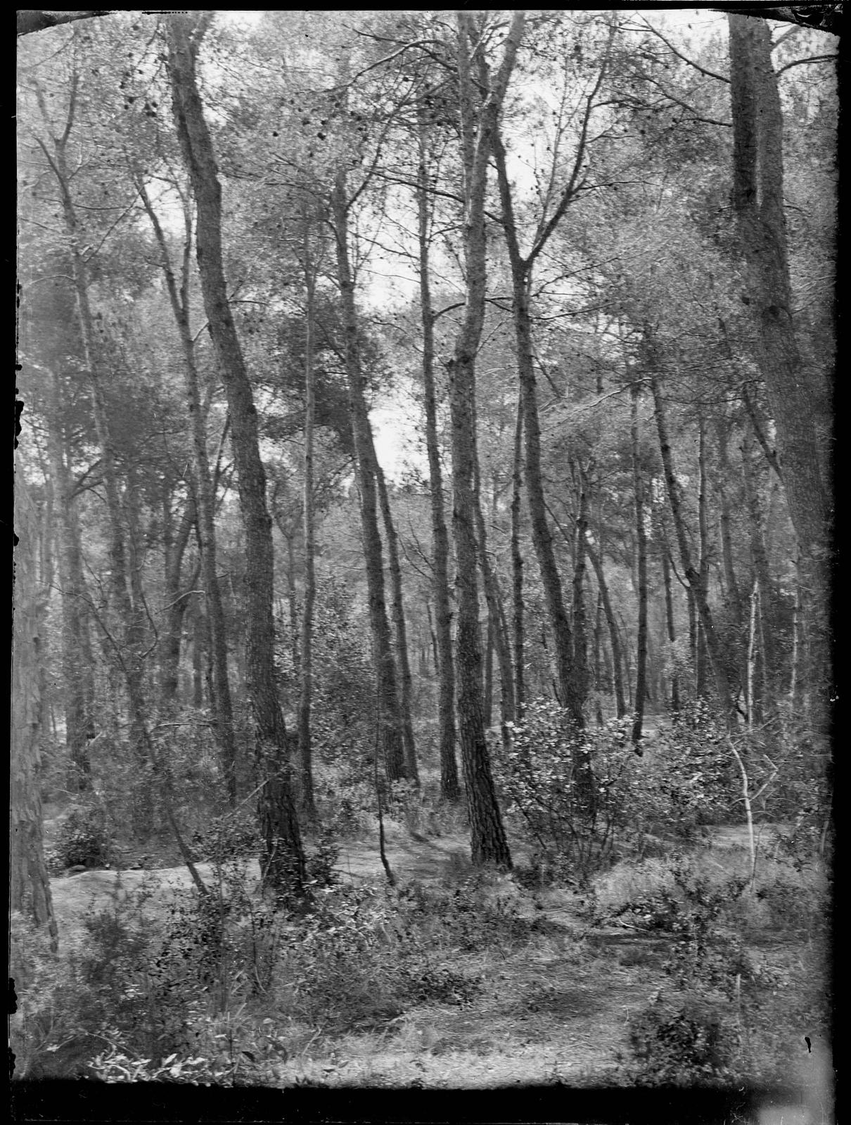 Desconegut, [Bosc]