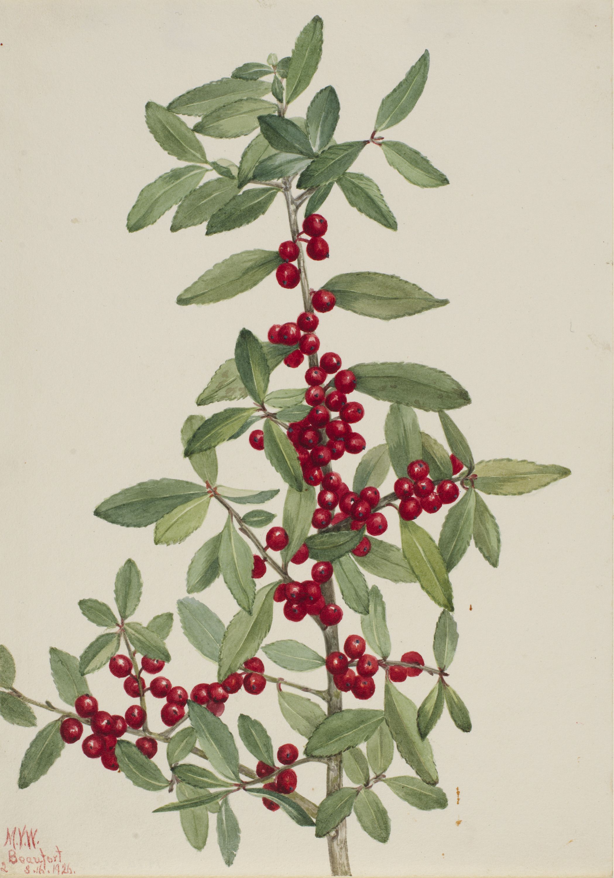 Mary Vaux Walcott, Yaupon (Ilex vomitoria)