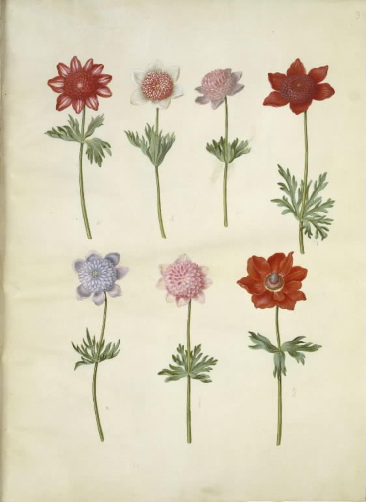 Hans Simon Holtzbecker, Anemone coronaria (fransk anemone)