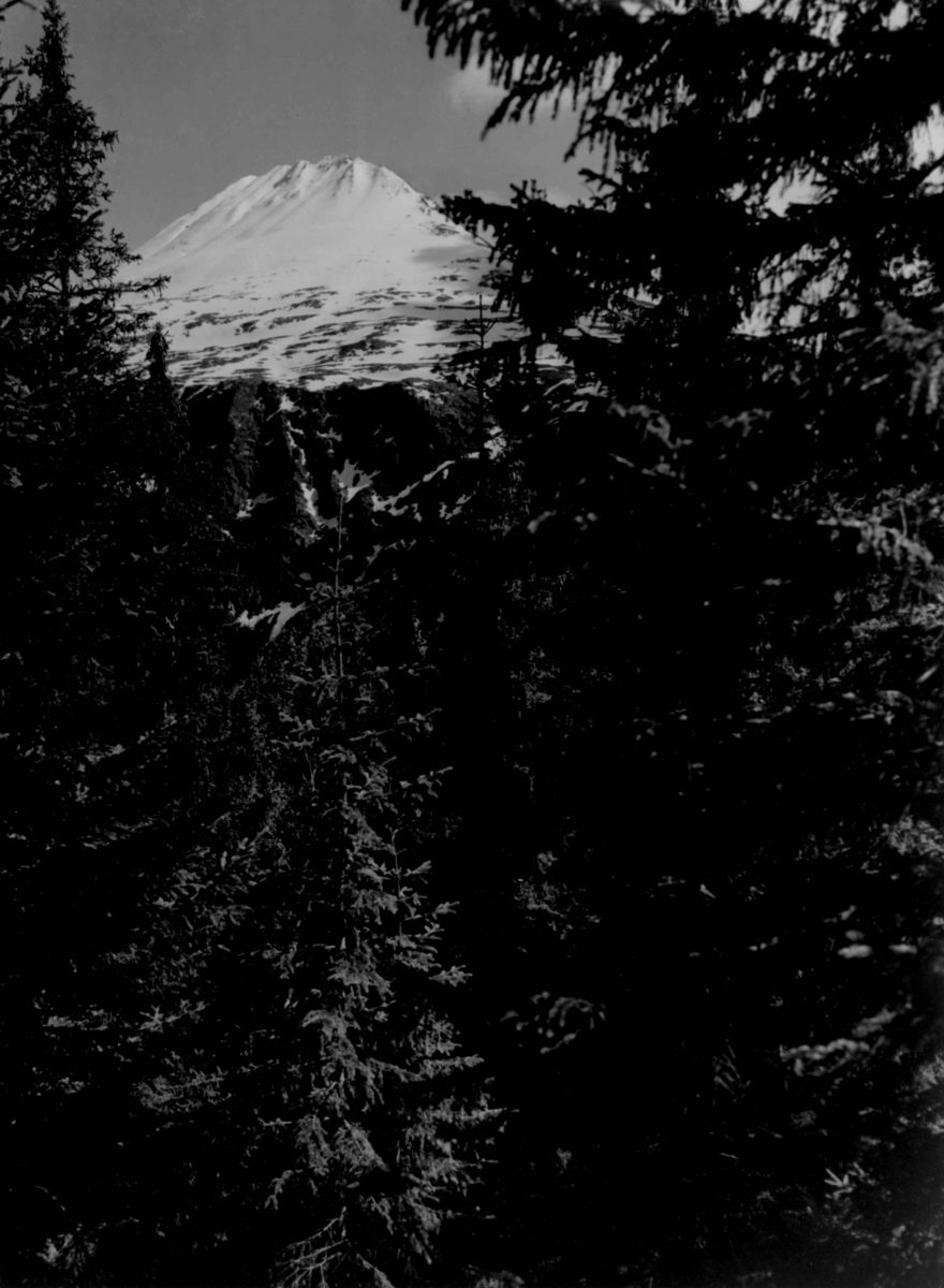 Anders Beer Wilse, Gaustatoppen med skog i forgrunnen.