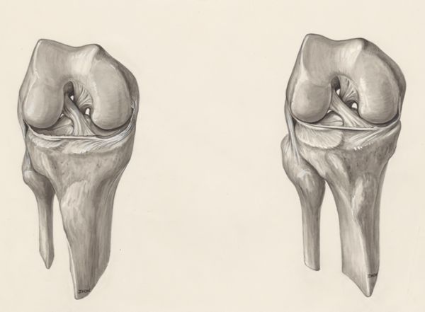 J Wetselaar-Whittaker, Muscular tissue of a joint