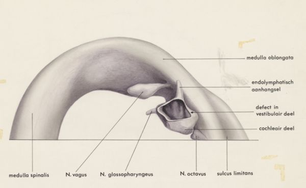 H.G Wetselaar, Hearing organ of an embryo