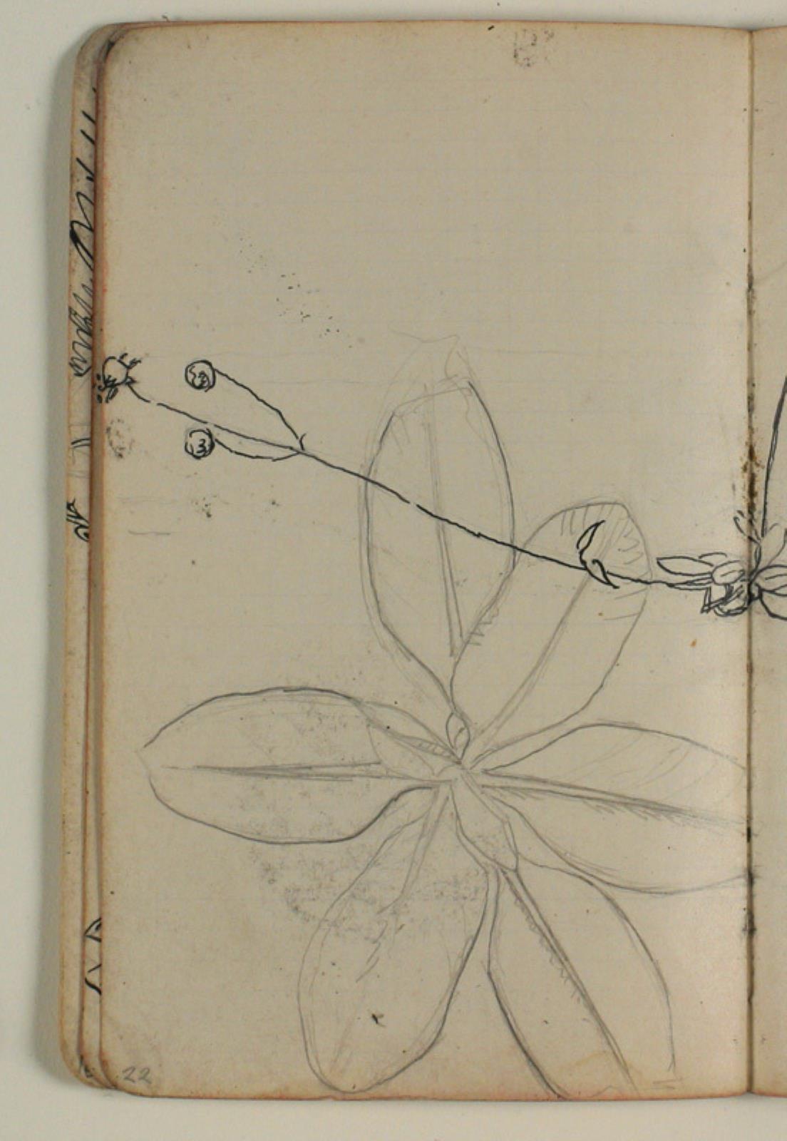 Niels Larsen Stevns, Plantestudie