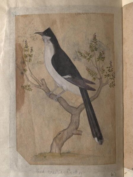 Unknown, Depictions of a Indian fruit-bat and Pied crested cuckoo of Northern India