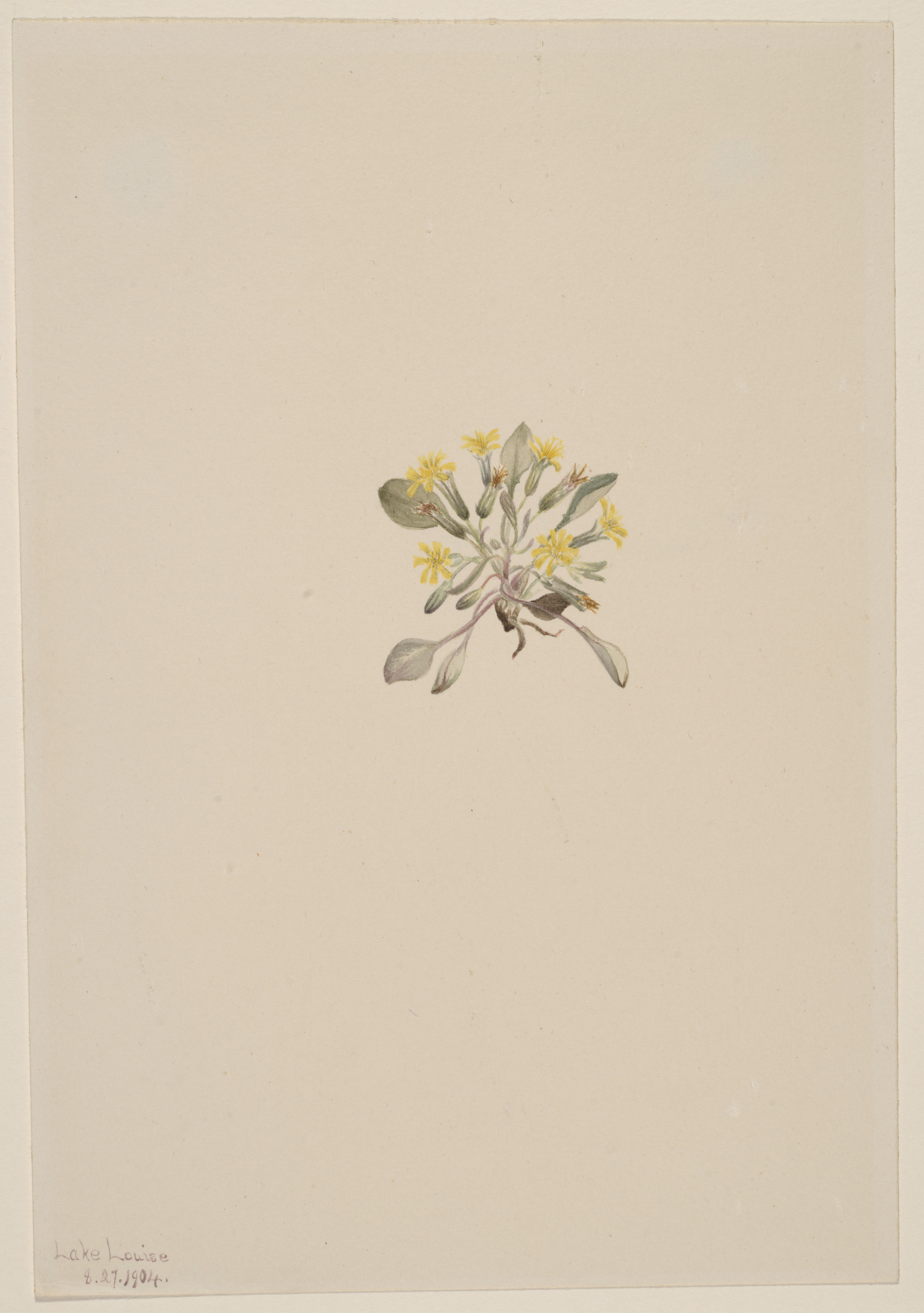 Mary Vaux Walcott, Crepis Elegans