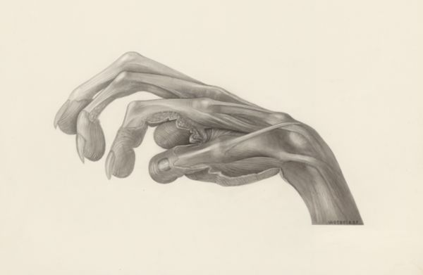 H.G Wetselaar, Muscular tissue of a mammal's finger