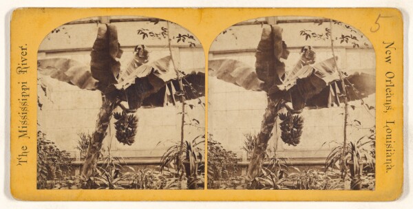 Unknown, Banana Tree and Bananas. [The Mississippi River. New Orleans, Louisiana.]