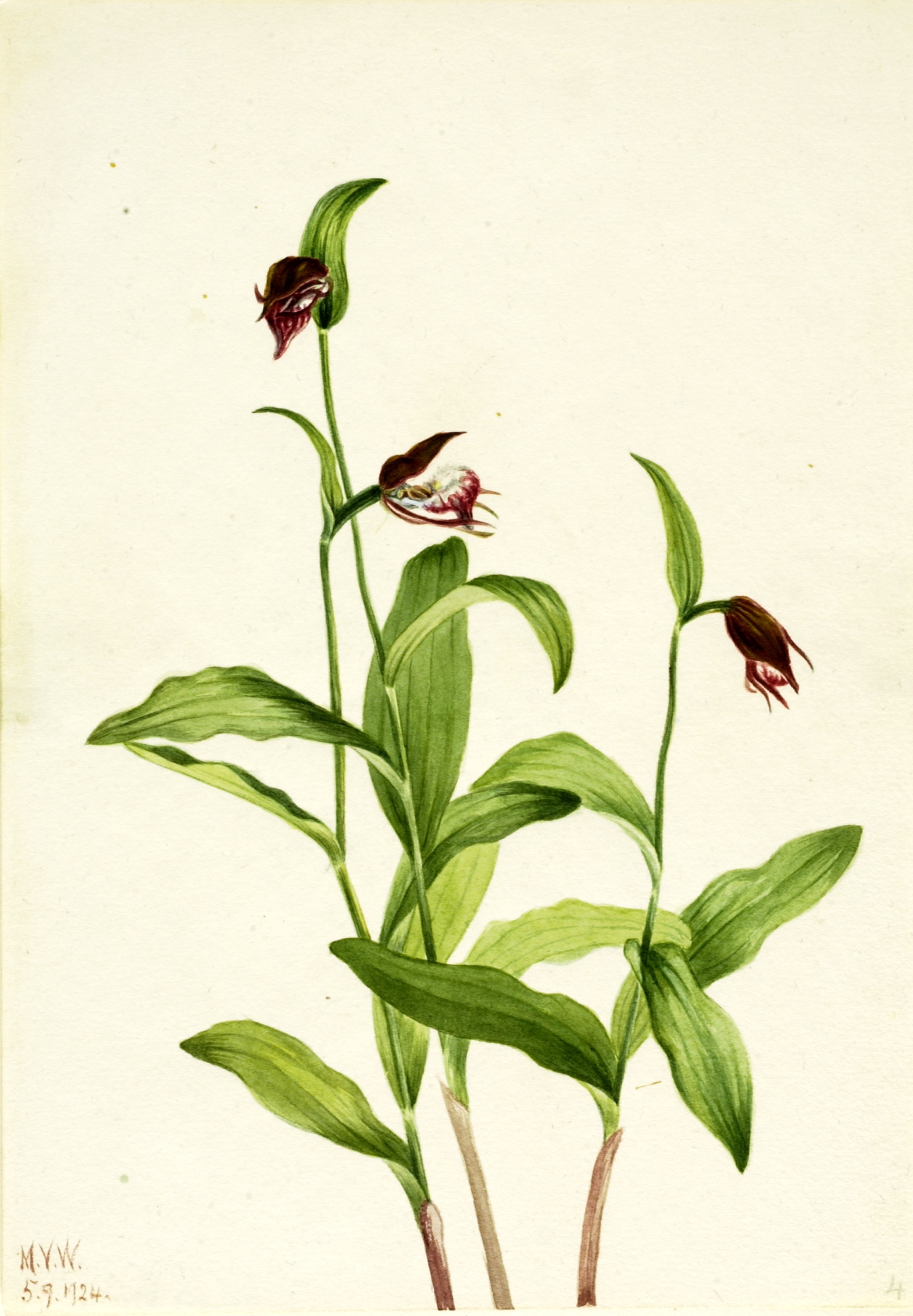 Mary Vaux Walcott, Ramshead Lady's Slipper (Cypripedium arietinum)