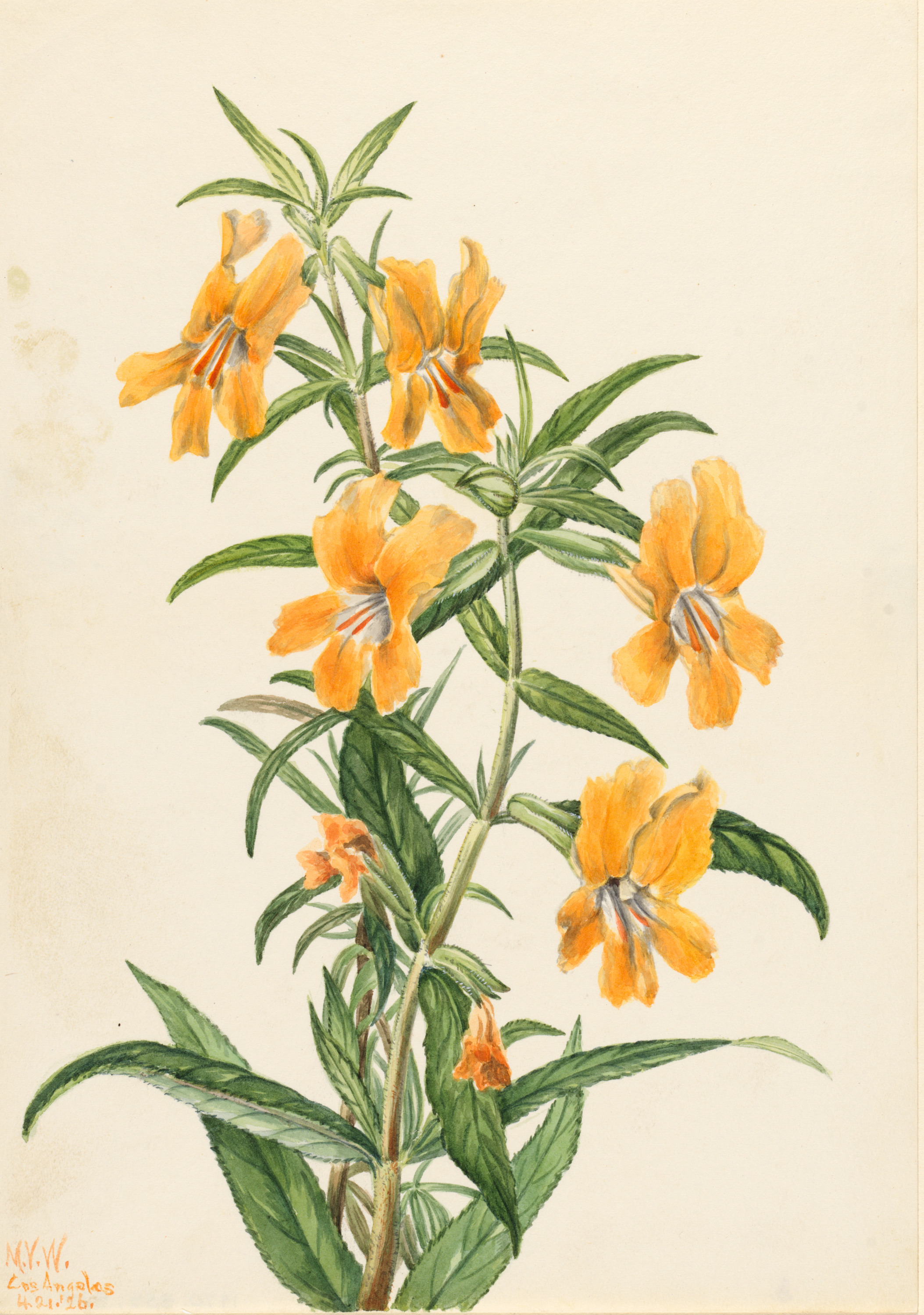 Mary Vaux Walcott, Buff Monkeyflower (Diplacus longiflorus)