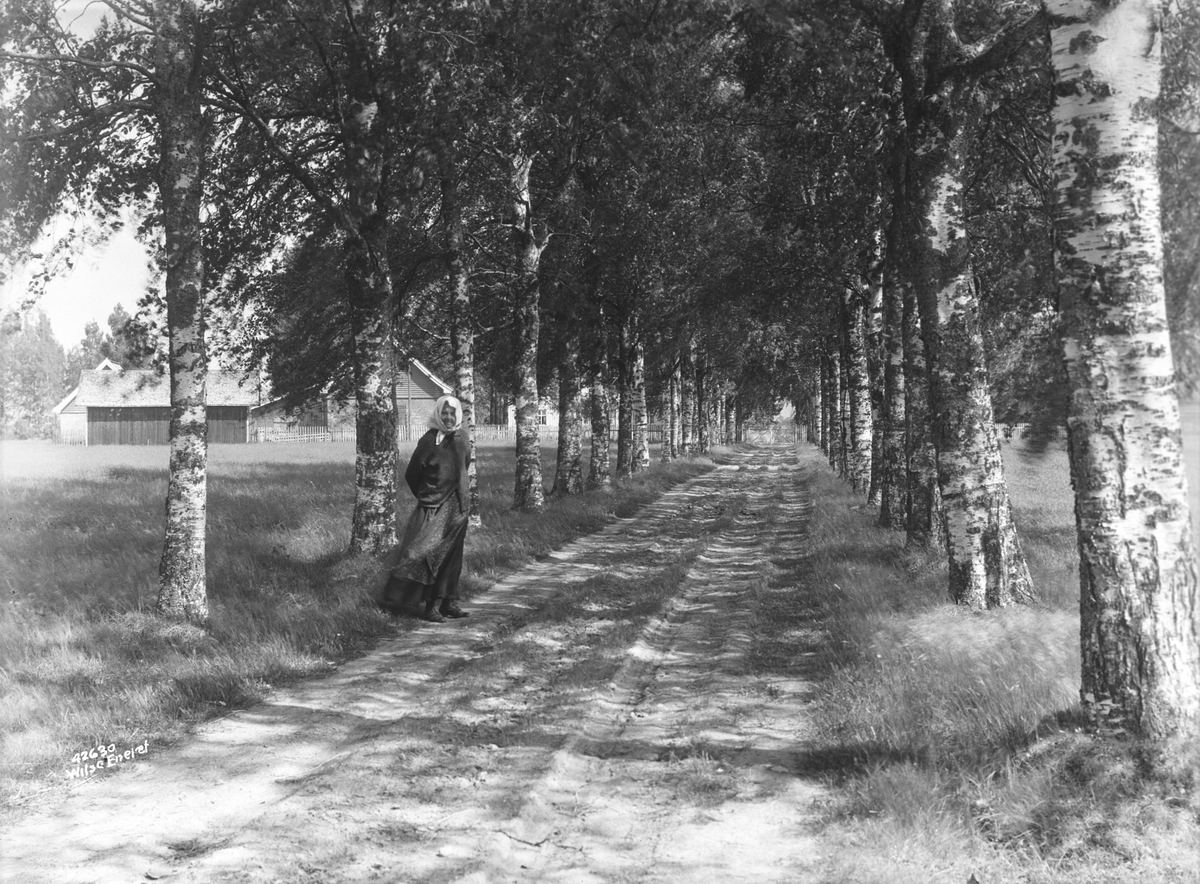 Anders Beer Wilse, Prot: Odal gården Kvisle
