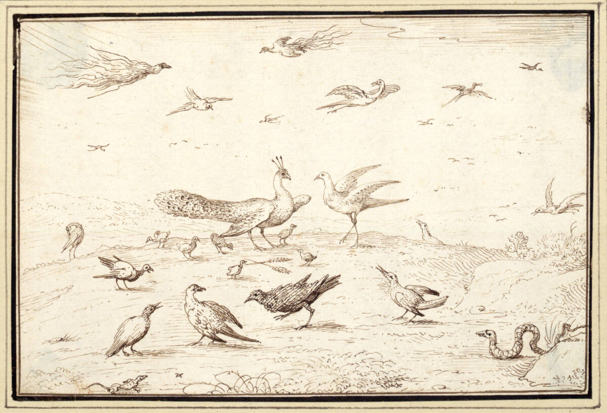 AlbertFlamen, Studienblatt mit verschiedenen Vogelarten (ein Pfauenpaare in der Mitte, rechts eine Schlange) (V-30)