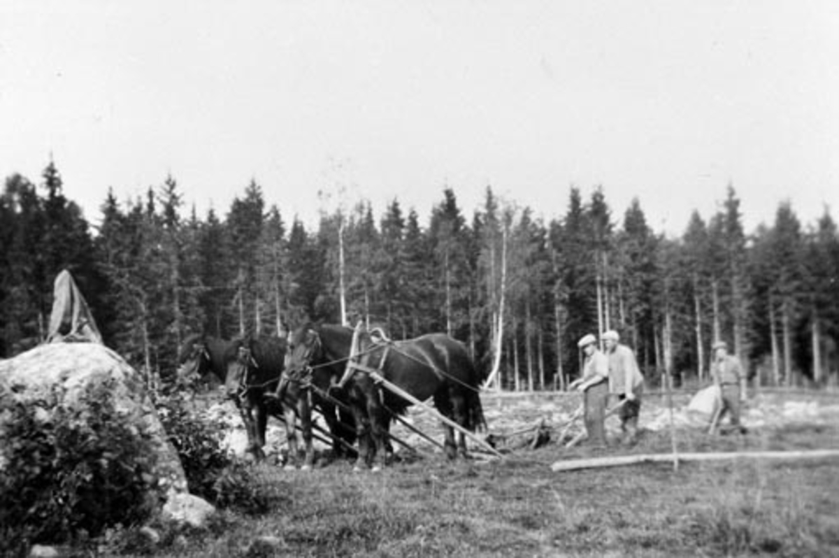 Anno Domkirkeodden, Nybrottsarbeid på Hoelstad, Nes, Hedmark. Brøttpløying med tre hester og plog. Tre menn arbeider, kjører stein.