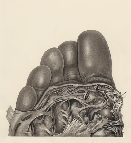 H.G Wetselaar, Muscular tissue of the foot
