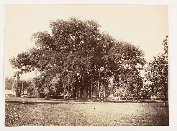 Unknown, [Banian Tree in Commissioner Grote's Garden, Alipoor, Calcutta]