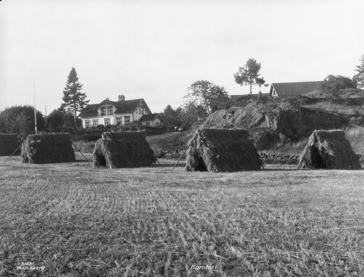 Anders Beer Wilse, Prot: Grimstad Høitørkning