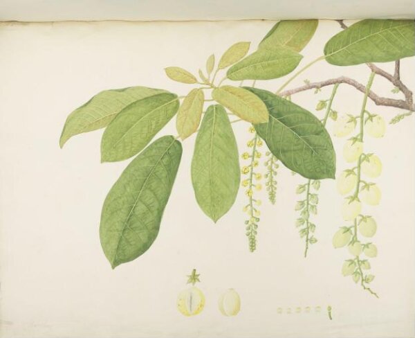 unknown, Flowers and Fruits
