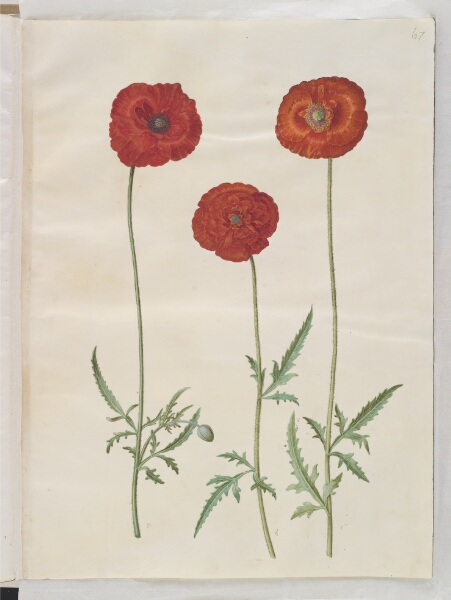 Hans Simon Holtzbecker, Papaver rhoeas (korn-valmue)