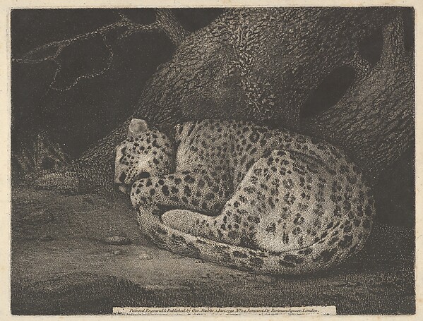 George Stubbs, A Sleeping Leopard