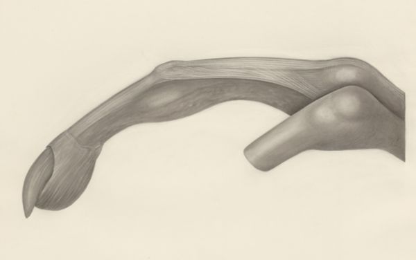 H.G Wetselaar, Muscular tissue of a mammal's finger