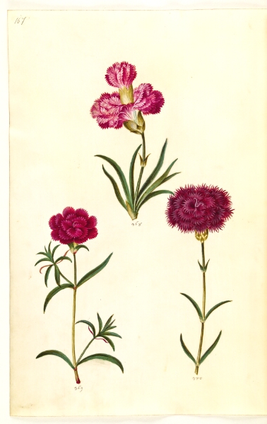 Hans Simon Holtzbecker, Dianthus caryophyllus (have-nellike)