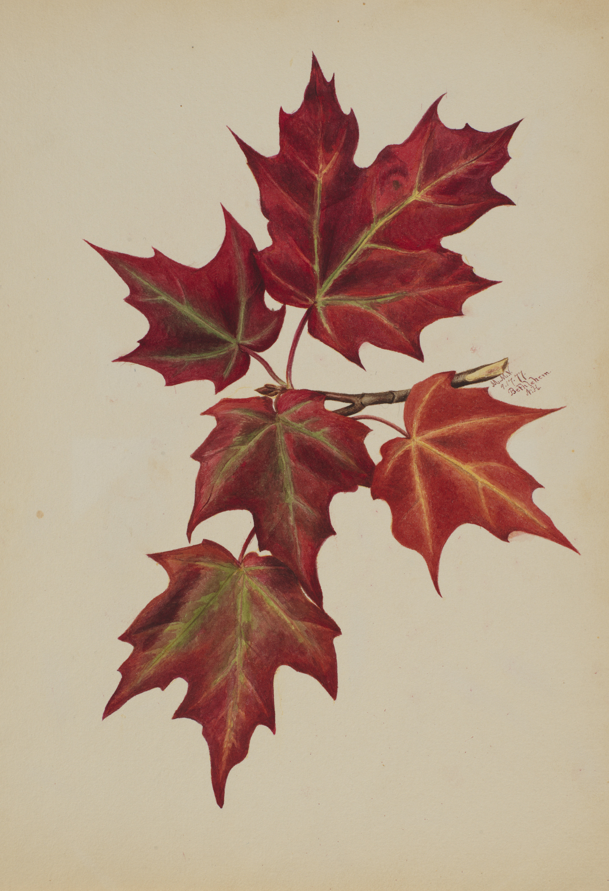 Mary Vaux Walcott, Untitled (Autumn Leaves)