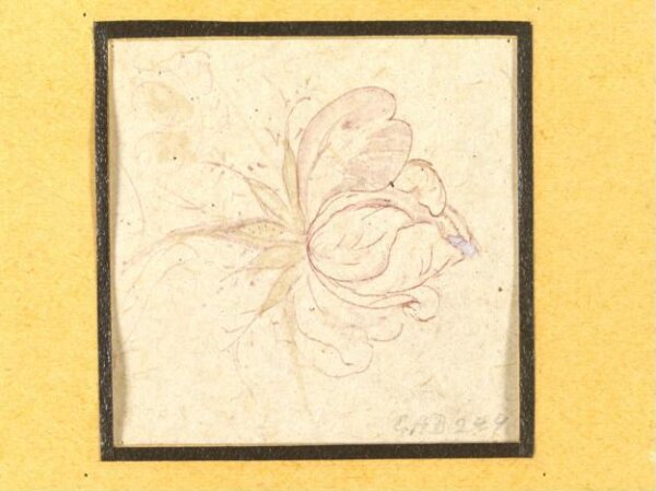 Unknown, Drawing