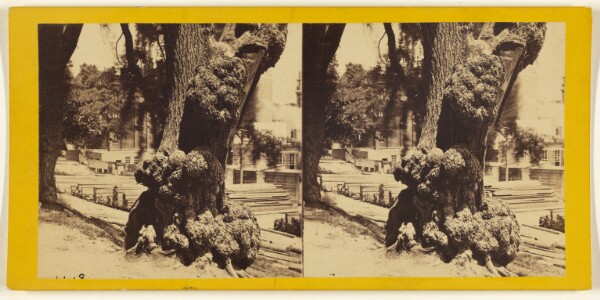 Edward and Henry T. Anthony & Co., Old Willow Tree at Hoboken, N.J.