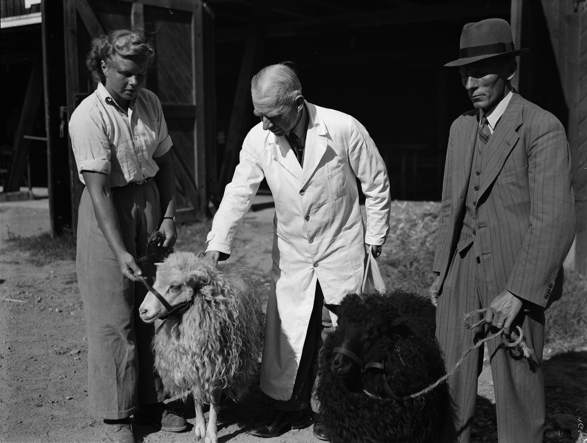 Paul Sandberg, “Record prices at the Birds Association auction” - Ulla Bernstedt with baggar, Ultuna, Uppsala September 1942