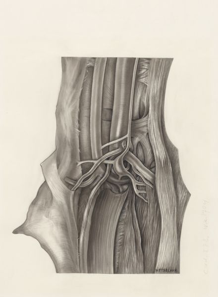 H.G Wetselaar, Muscular tissue of a mammal's finger