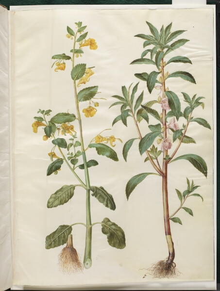 Hans Simon Holtzbecker, Impatiens noli-tangere (spring-balsamin); Impatiens balsamina (have-balsamin)