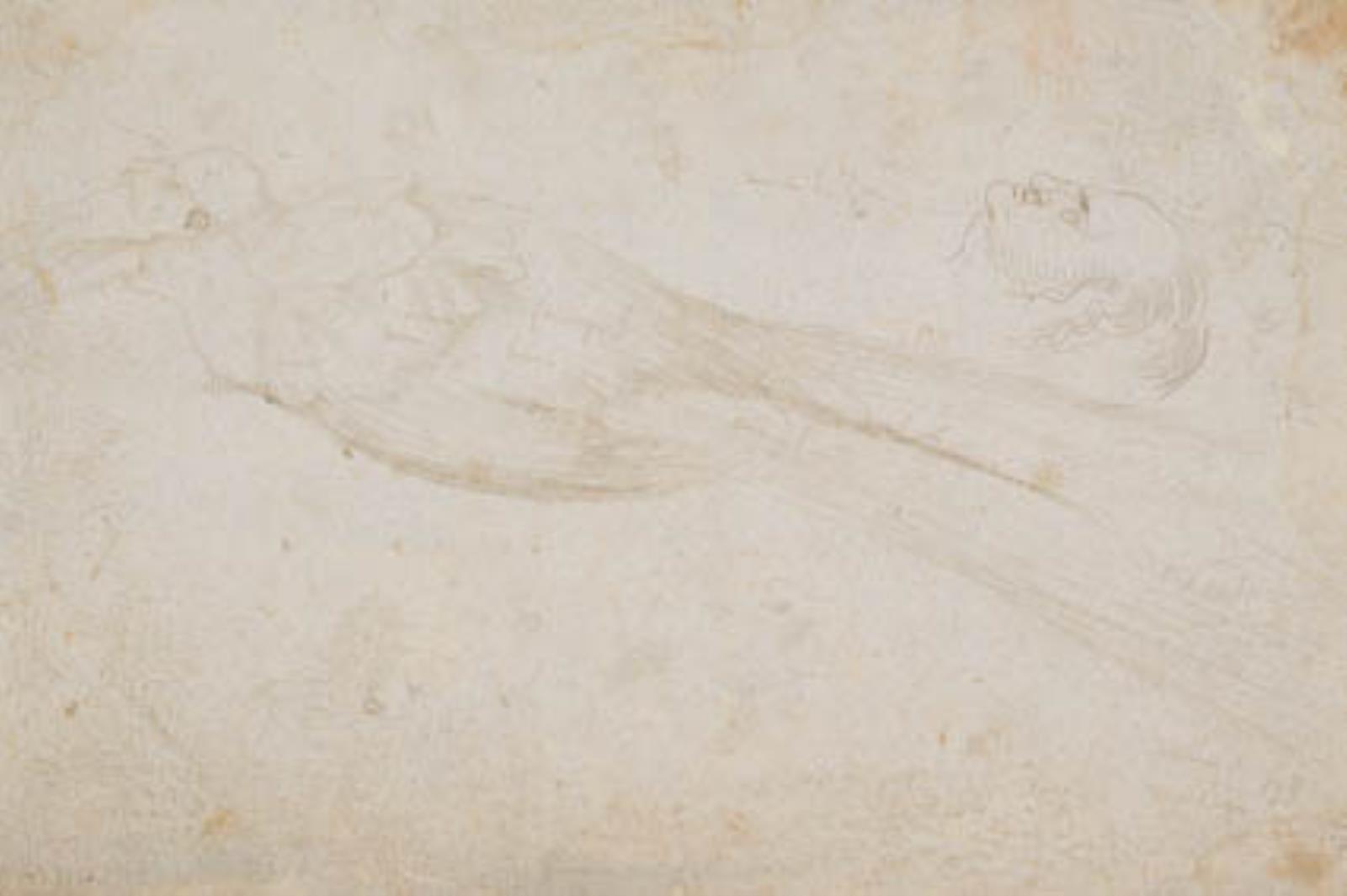 Hans Baldung Grien, En paradisfugl (med farveangivelser). Hovedet af en midaldrene mand i profil mod venstre, samt forskellige detaljer til profiler, næser, hår o.l.