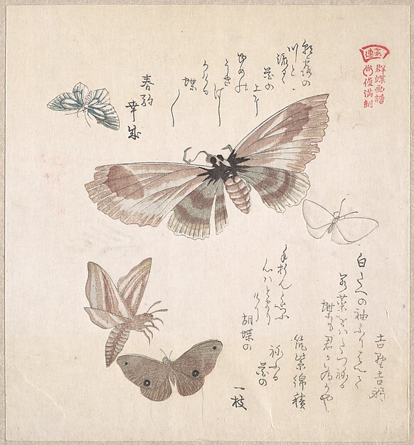 Kubo Shunman, Various Moths and Butterflies